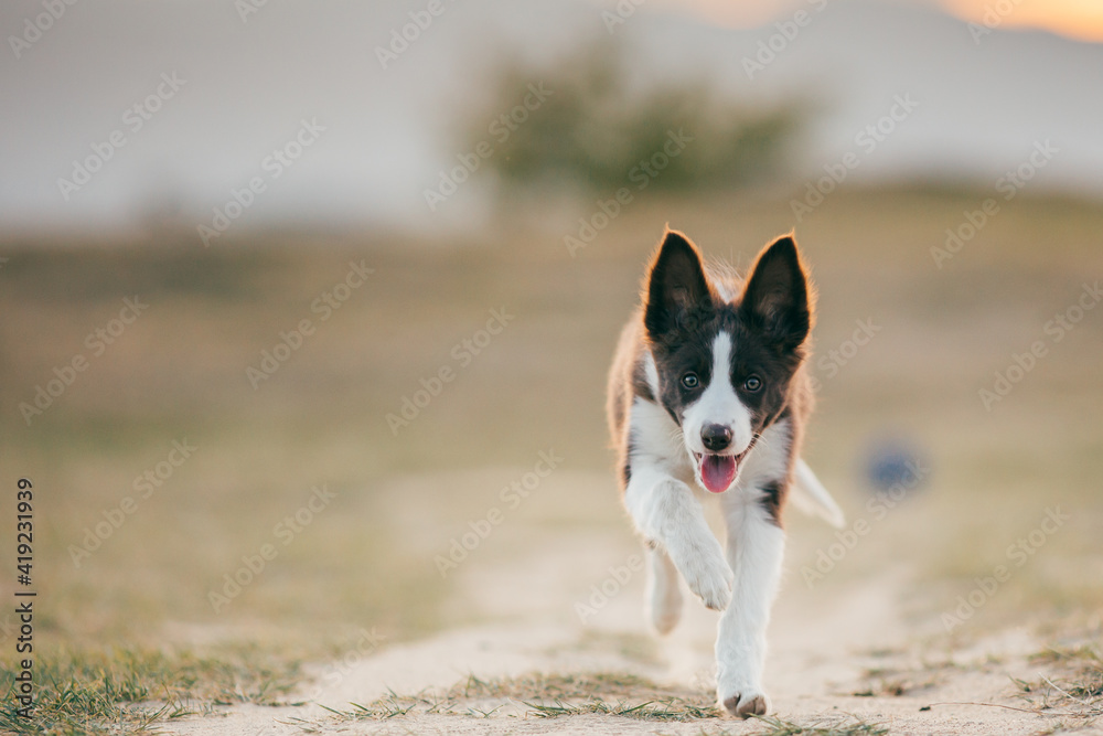 Beautiful border collie puppy enjoying sunset outdoors. 