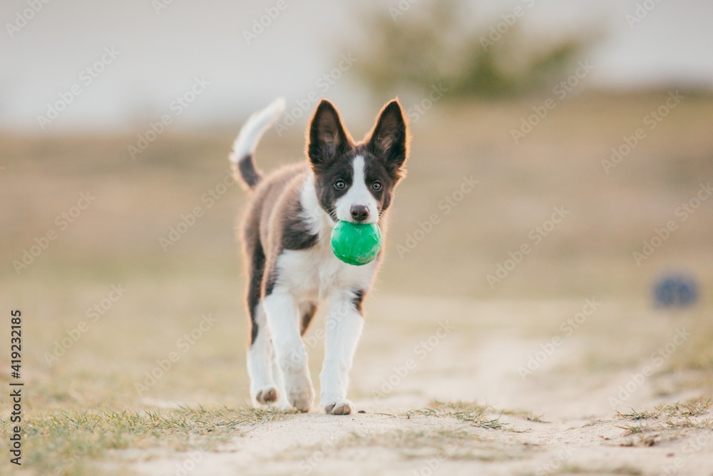 Beautiful border collie puppy enjoying sunset outdoors. 