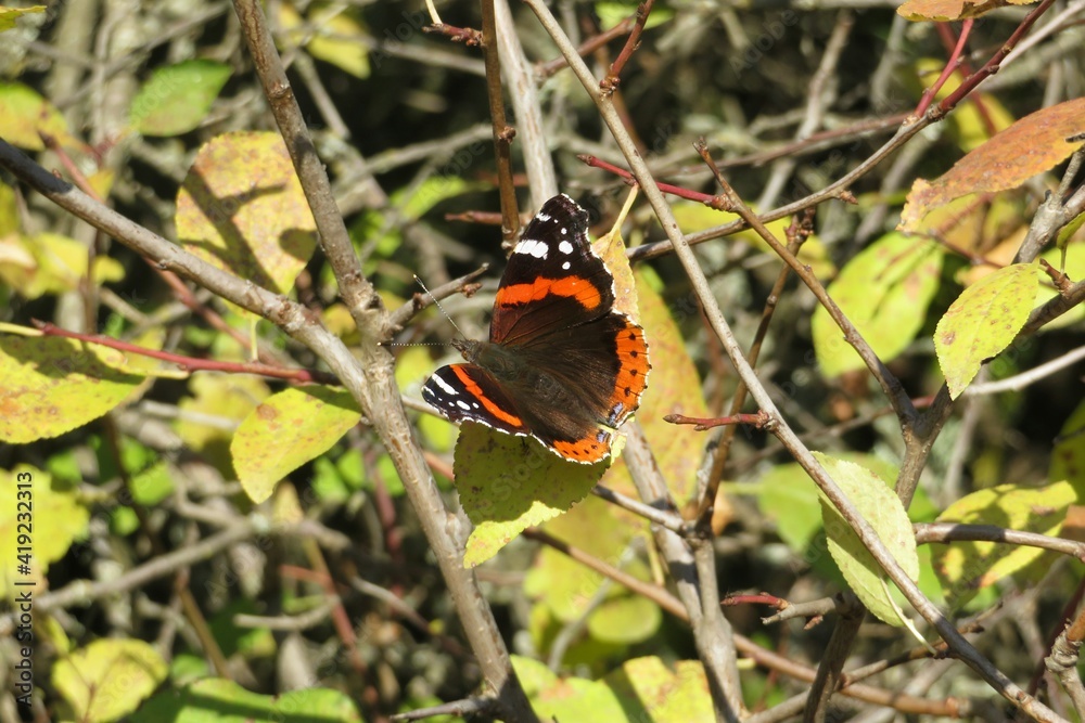 Admiral butterfly in autumn garden, closeup Admiral butterfly in autumn garden, closeup