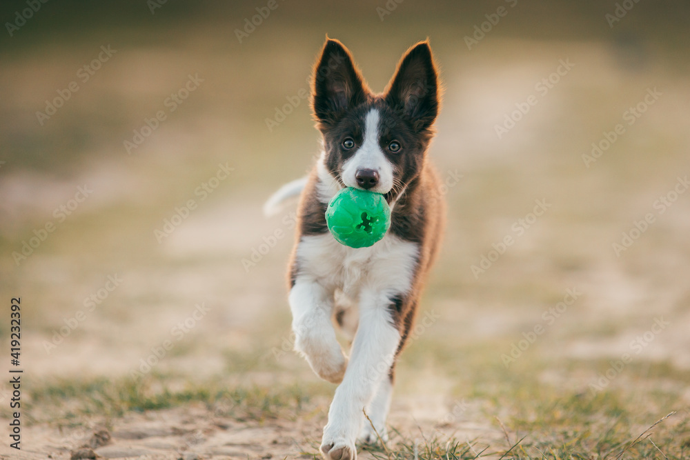 Beautiful border collie puppy enjoying sunset outdoors. Beautiful border collie puppy enjoying sunset outdoors.