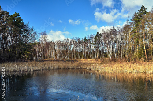 Reeds by the lake and a birch grove during winter in Poland
