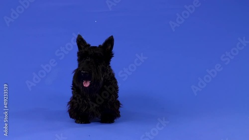 Front view of a purebred Scottish Terrier standing full length with its tongue out in the studio against a blue background. Slow motion. Close up. photo