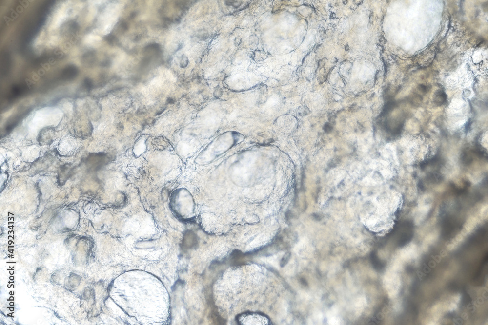 texture of boiled sausage under the microscope, food research texture of boiled sausage under the microscope, food research