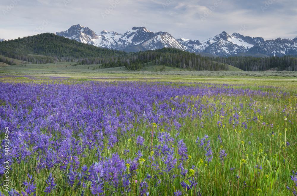 USA, Idaho. Meadows of common camas, Stanley Basin Sawtooth Mountains.