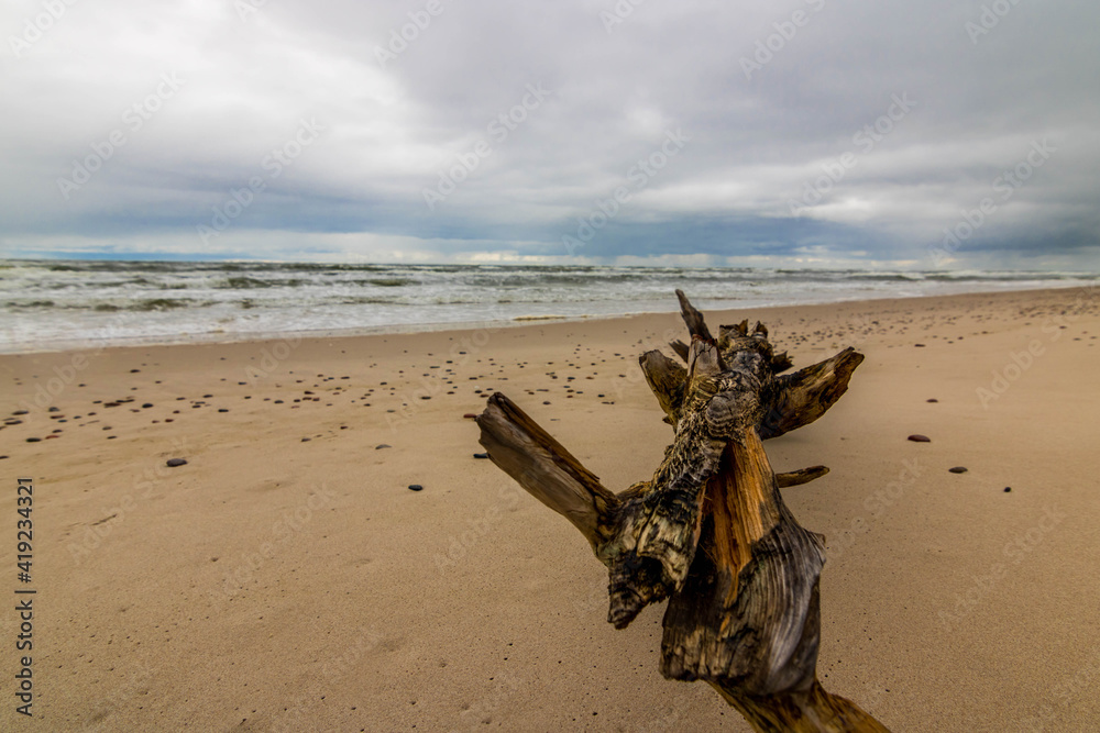 kłoda na plaży morze