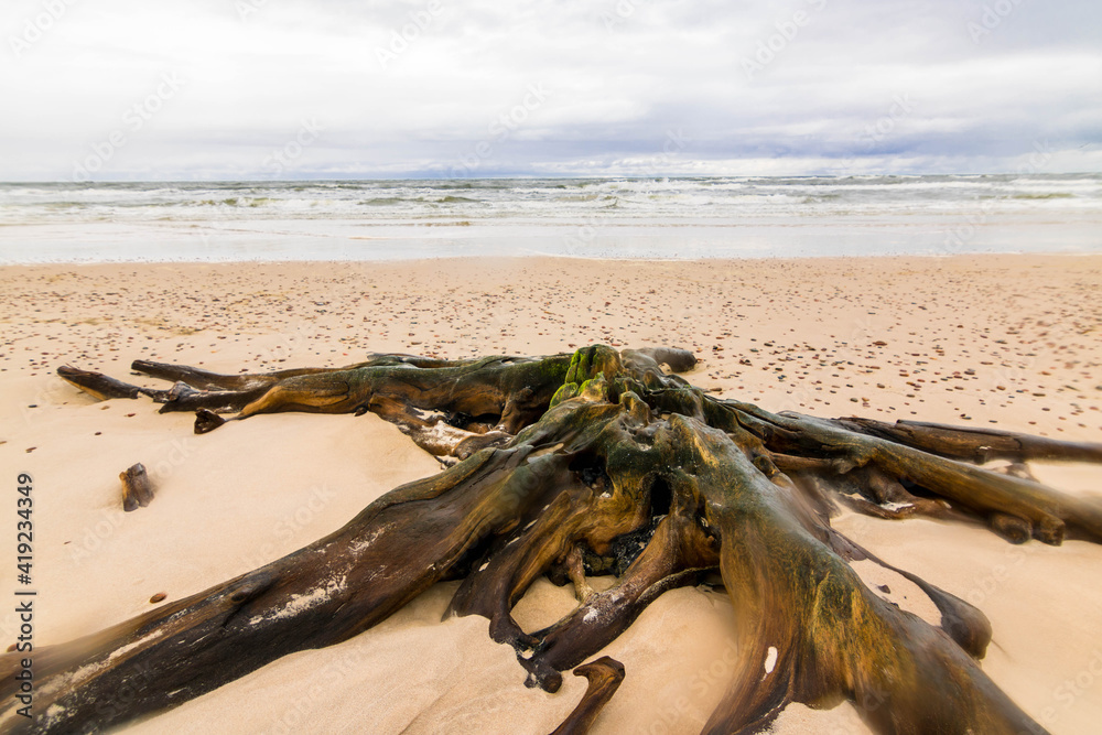 korzeń na plaży