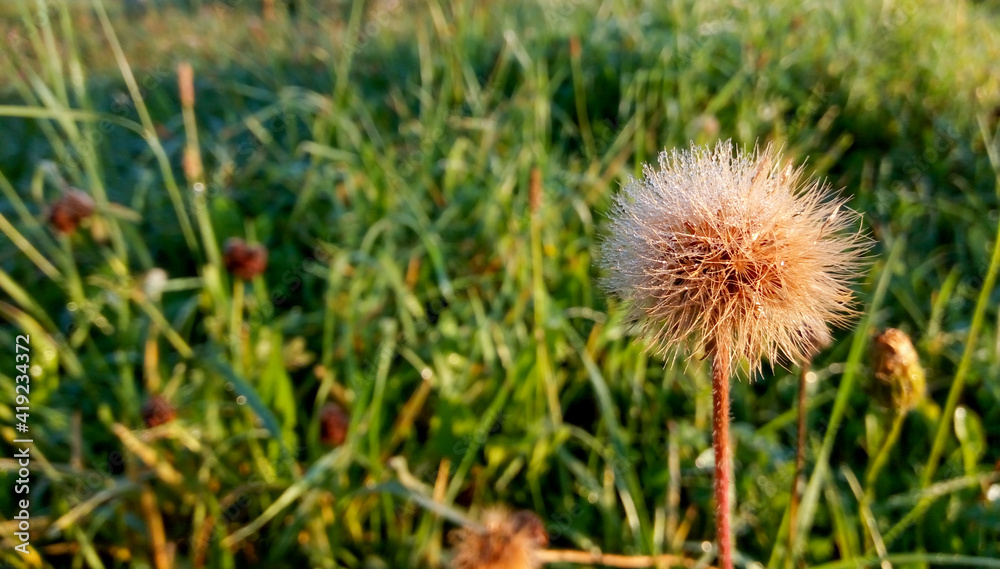 dandelion