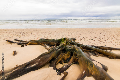 Obraz na płótnie korzeń na plaży w salonie