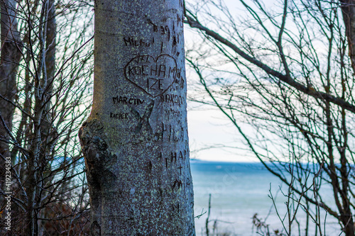 Fototapeta Naklejka Na Ścianę i Meble -  drzewo z wyrytymi literami