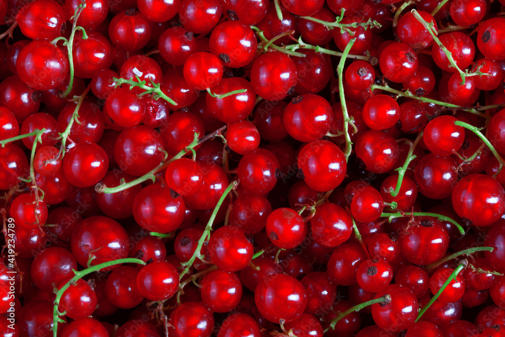 texture of many fresh red currant berries, plain background texture of many fresh red currant berries, plain background
