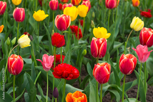 Lots of multicolored tulips in the garden. Red  yellow  orange flowers tulips bloom in spring. Background