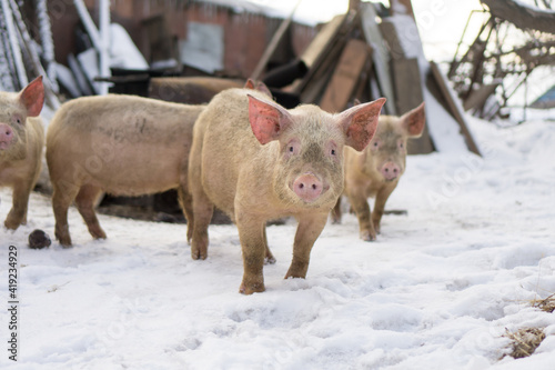 Domestic pig, farm animal posing in winter scene. 