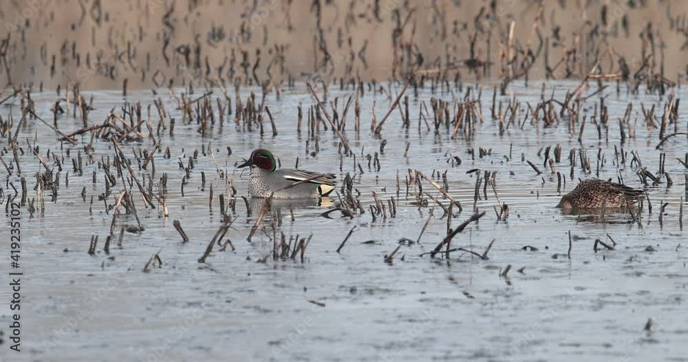 sarcelle d'hiver mâle (Anas crecca) se nettoyant le plumage