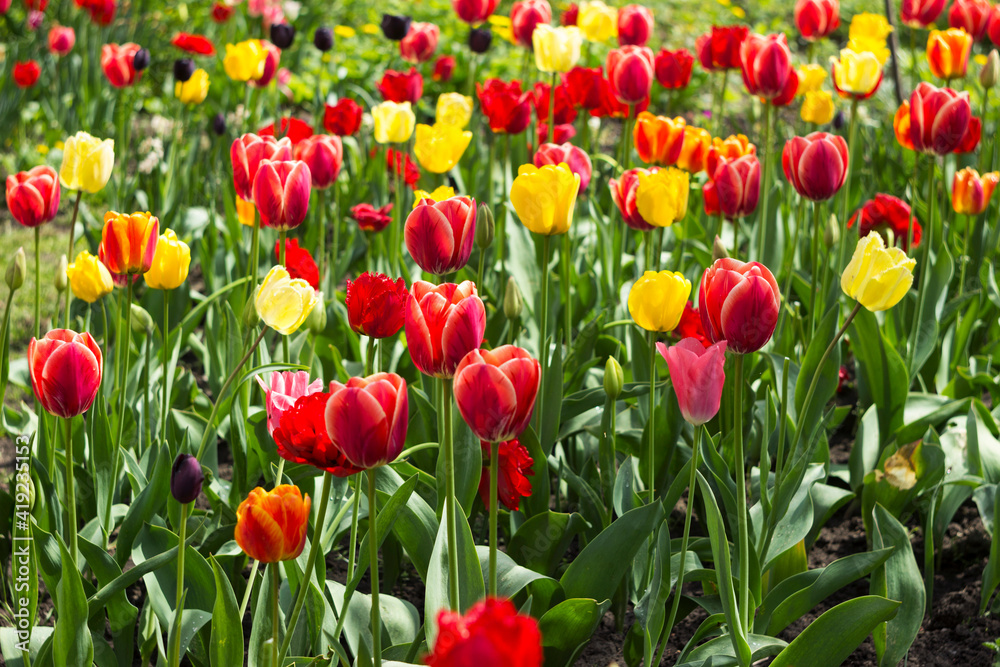 Lots of multicolored tulips in the garden. Red, yellow, orange flowers tulips bloom in spring. Background Lots of multicolored tulips in the garden. Red, yellow, orange flowers tulips bloom in spring. Background