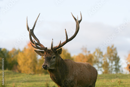 Red deer display their grown horns 
