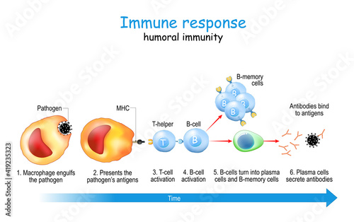 Immune response. humoral immunity. photo