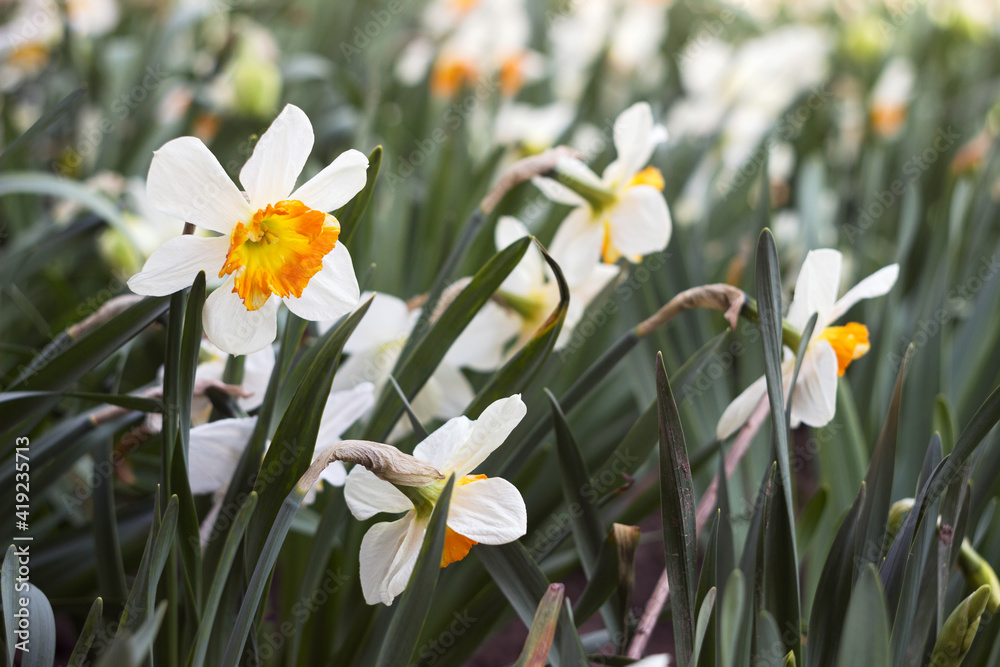 White daffodils with an orange center stamen. Spring blooming flower in the garden White daffodils with an orange center stamen. Spring blooming flower in the garden