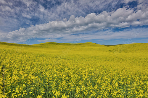 Large field of canola on Washington-Idaho border near Estes, Idaho. © Danita Delimont
