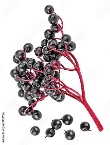 Black elderberry fruit - top view of fresh berries with branch isolated on a white background.