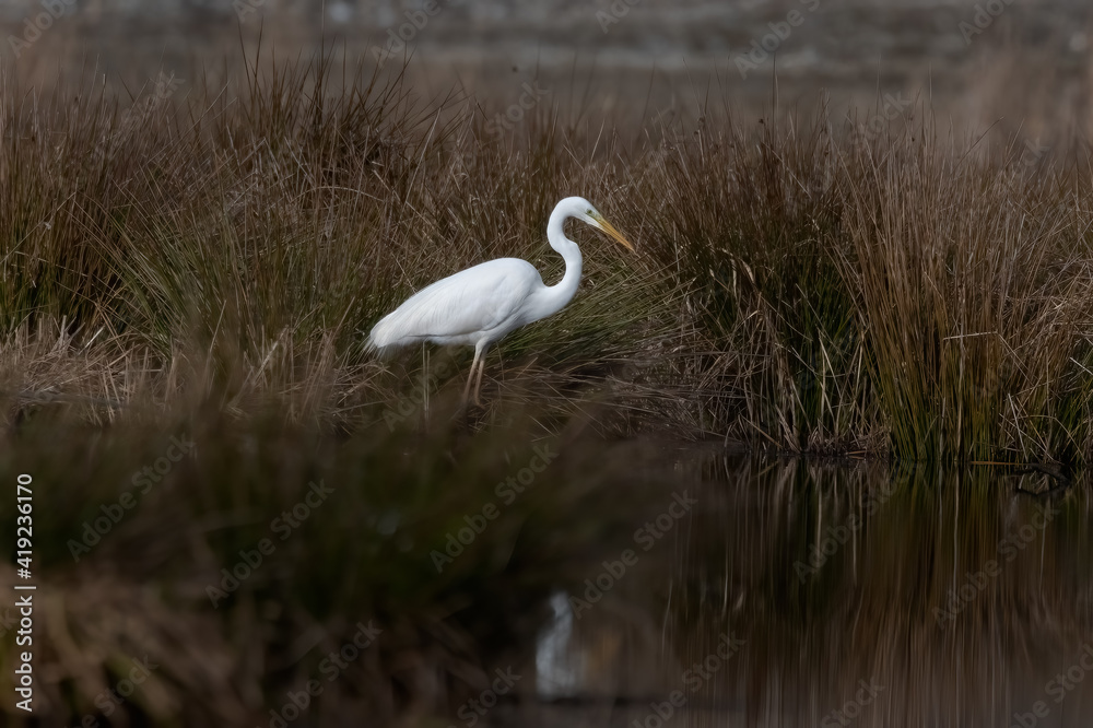 Great Egret (Ardea alba) searching for food on a small reed lake. Egret Reflection on Water Great Egret (Ardea alba) searching for food on a small reed lake. Egret Reflection on Water