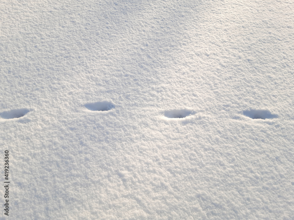 March cats. Cat footprints in the snow. Spring, morning. March cats. Cat footprints in the snow. Spring, morning.