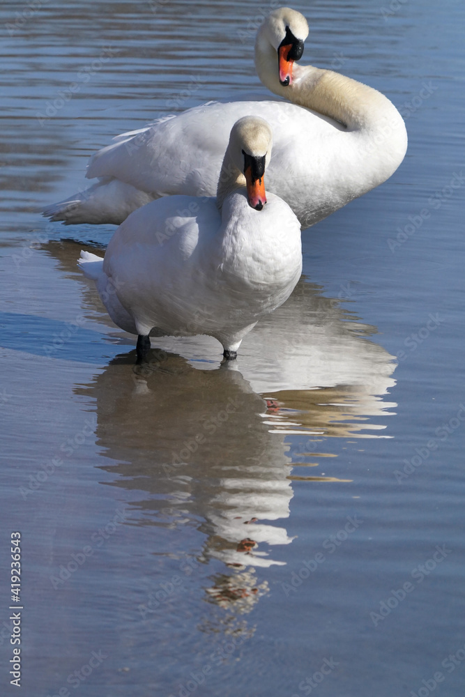 Fototapeta premium Mute Swans
