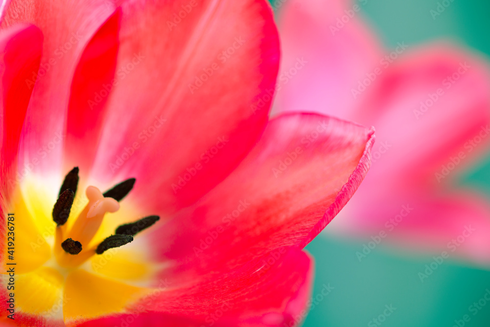 Pink tulip close up. Cute pink tulips, spring pink flowers