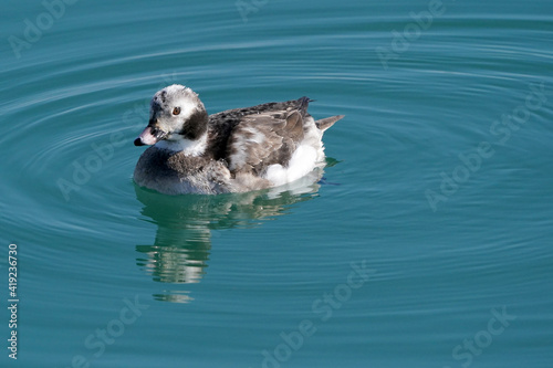 Juvenile Long tailed female ducks in harbour in ripply dark turquoise water photo