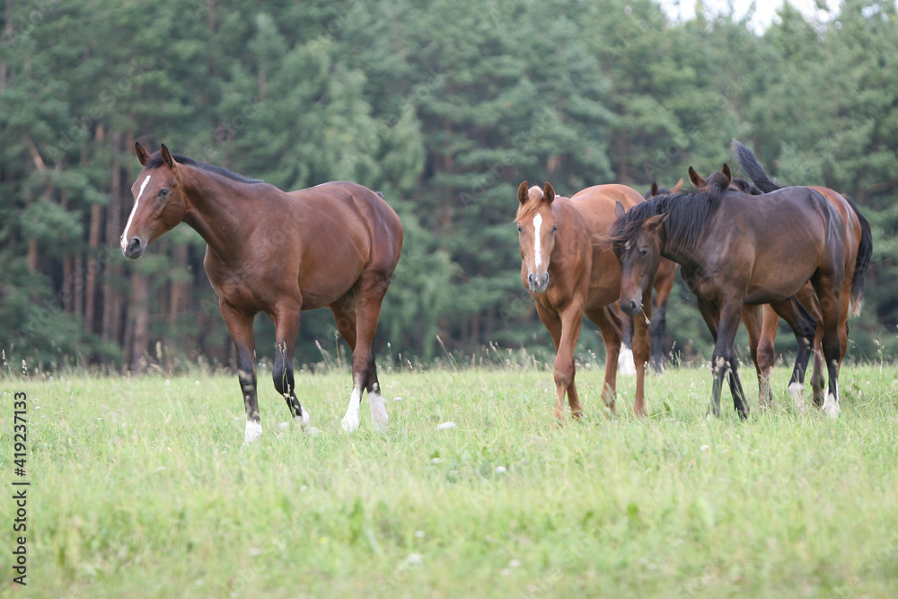 Obraz premium Horse in the field