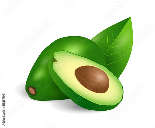 Avocado fruit - exotic fruits collection, realistic design vector illustration