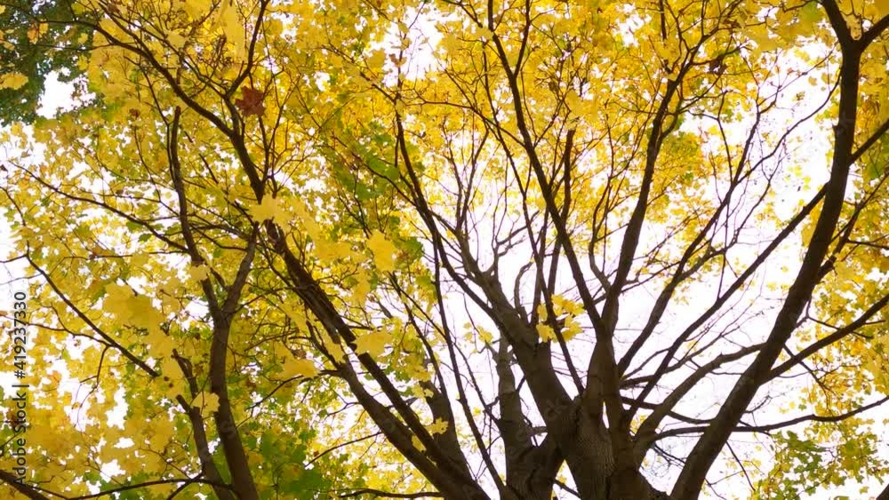 Maple tree leaves turn to yellow at autumn, camera move up inside tree crown. Original perspective of colorful plant in fall season. Beautiful European park scene Maple tree leaves turn to yellow at autumn, camera move up inside tree crown. Original perspective of colorful plant in fall season. Beautiful European park scene