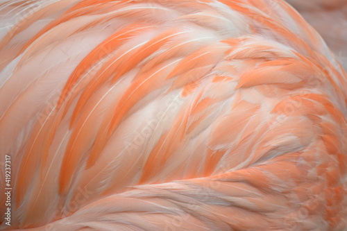 
flamingo plumage moving with the wind