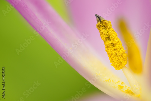 macro inside tulip flower, close up of flower pollen and stamens