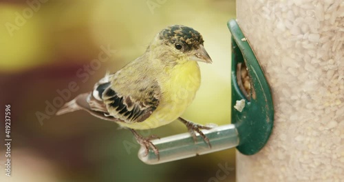 Close up cute vibrant yellow feathered bird slow motion. Small bright sparrow at bird feeder with blurry green garden background. Wild bird with contrast feathers is feeding on pole. Wildlife 4K