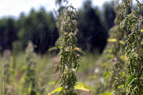 Spider net on the nettle photo