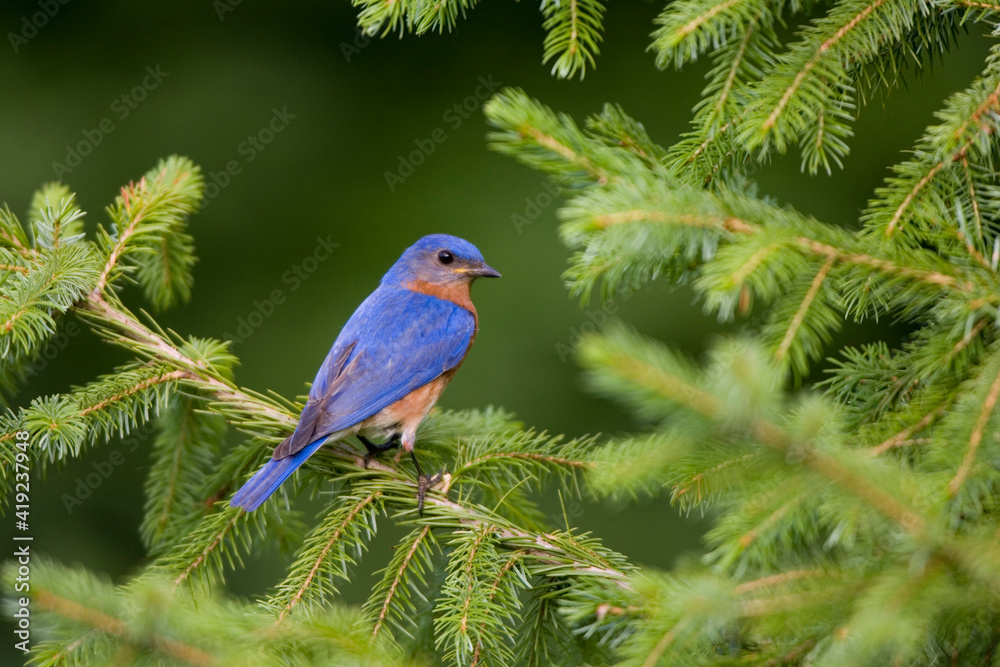 Eastern Bluebird (Sialia sialis) male in Serbian Spruce (Picea omorika). Marion, Illinois, USA.