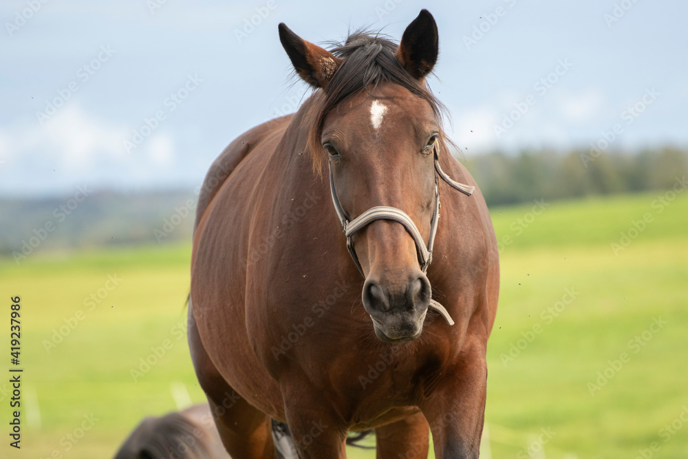 Horse in the field