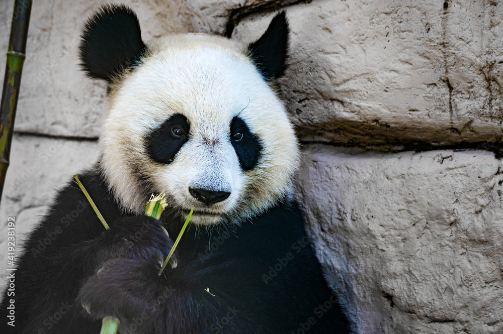 Fototapeta premium Close up of Giant panda eats some bamboo stick