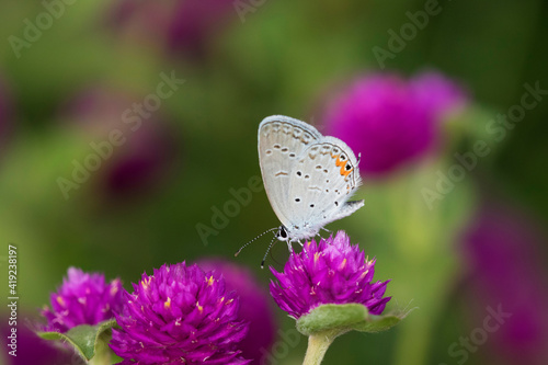 Eastern Tailed-Blue (Everes Comyntas) on Globe Amaranth (Gomphrena globosa) Marion County, Illinois photo