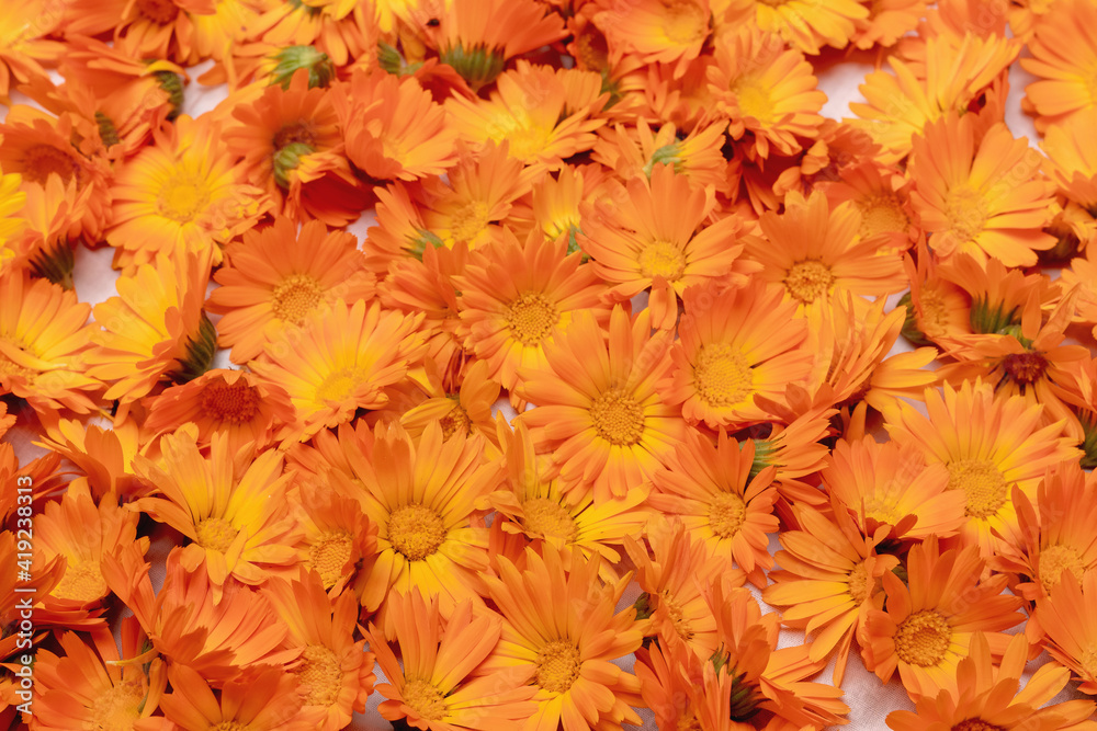 Plucked calendula flowers are dried on the table for medicinal purposes. Background, texture of calendula flowers Plucked calendula flowers are dried on the table for medicinal purposes. Background, texture of calendula flowers