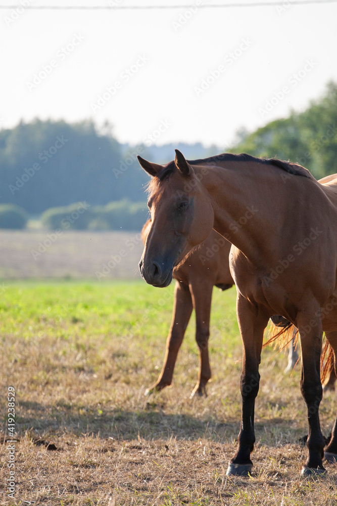 Fototapeta premium Horse in the field