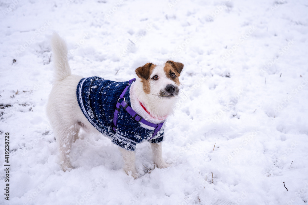 Playful jack russell terrier dressed in blue sweater on cold winter snowy day Playful jack russell terrier dressed in blue sweater on cold winter snowy day