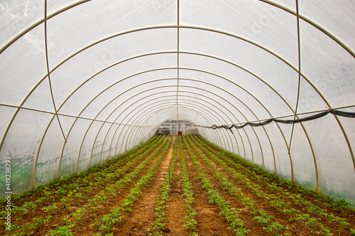 greenhouse with plants, tomato