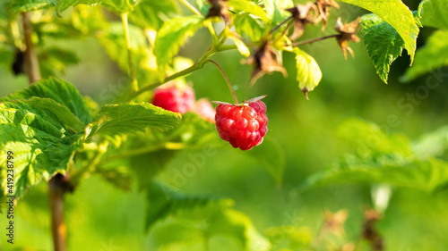 Red raspberries on a bush in the garden in sunny weather