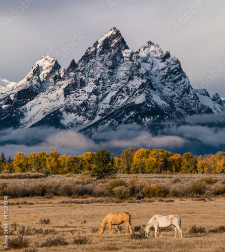 autumn in the snow capped Grand Teton mountain range with yellow colored birch, aspen trees and horses on the foreground