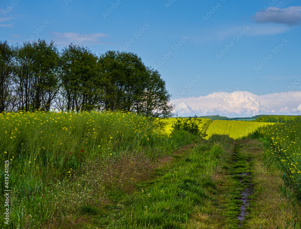 Obraz premium Spring view with rapeseed yellow blooming fields, small grove and dirty road, blue sky with clouds. Natural seasonal, good weather, climate, eco, farming, countryside beauty concept.