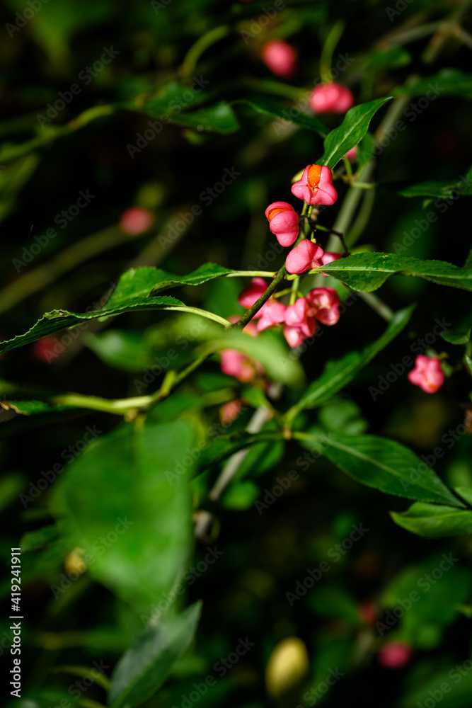 Pink flowers with orange seeds with green leaves. Pink flowers with orange seeds with green leaves.