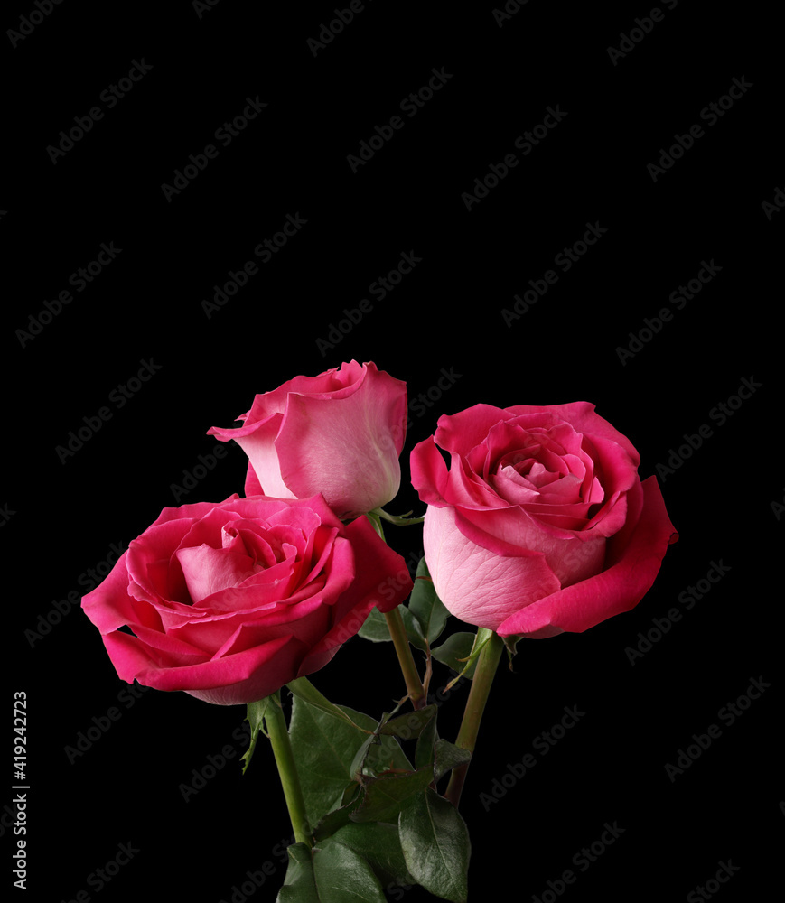Three pink flowers Three pink flowers