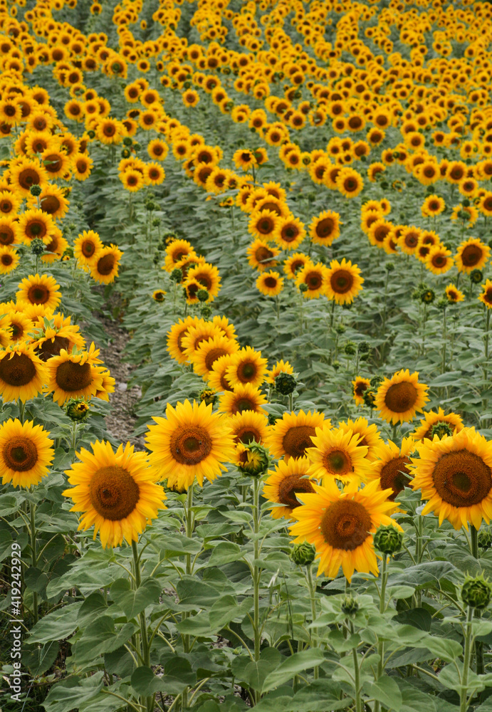 magnifique champ de tournesol en été, une couleur jaune intense magnifique champ de tournesol en été, une couleur jaune intense