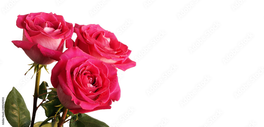 Three pink flowers Three pink flowers